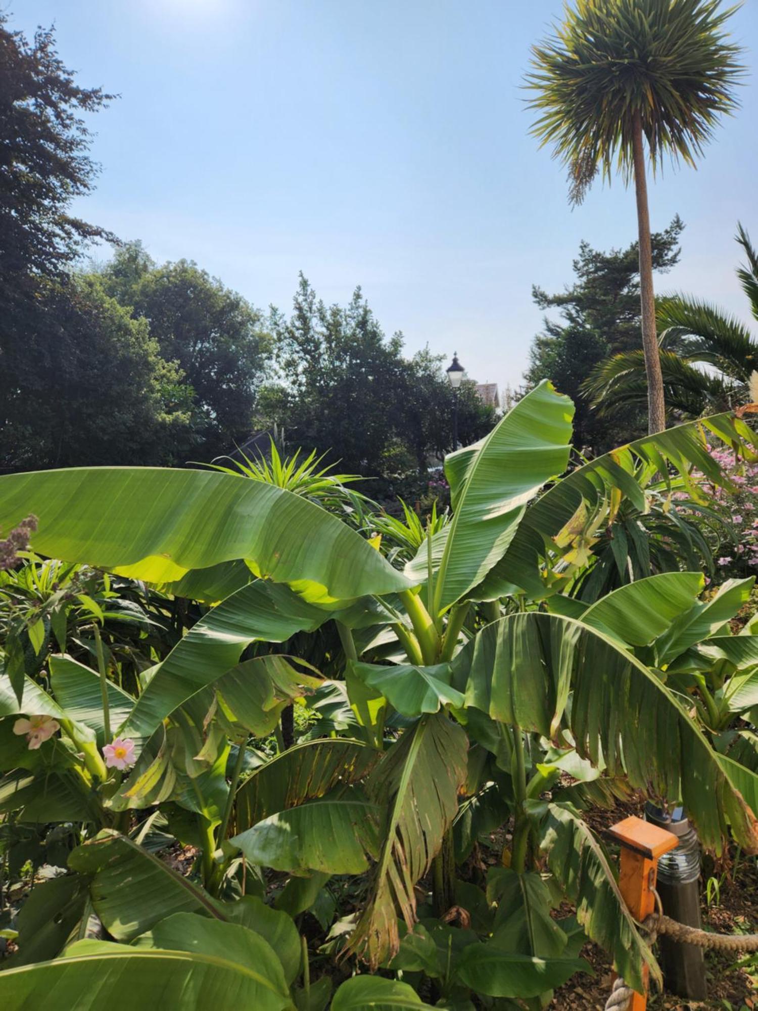 Rose Court Holiday Apartments Torquay Esterno foto